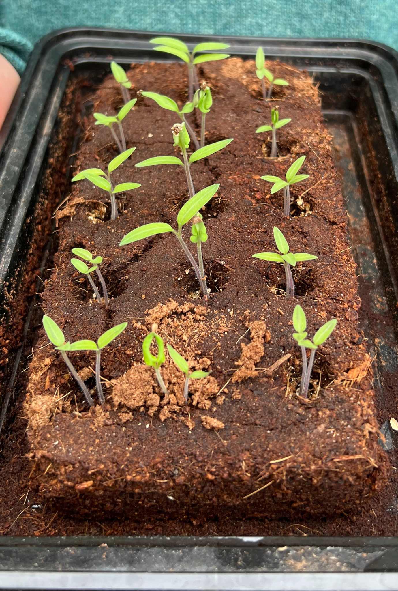 Poon’s x Gluttonous Gardener Chilli Bundle